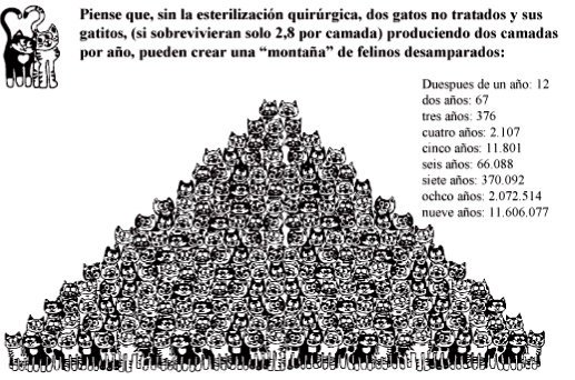 Descendencia de UNA cruza de gatos