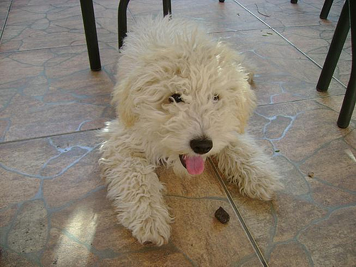 adopcion