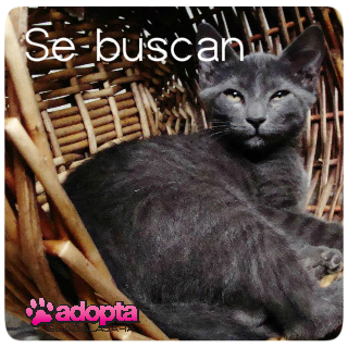 extraviado a