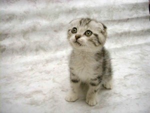 gato