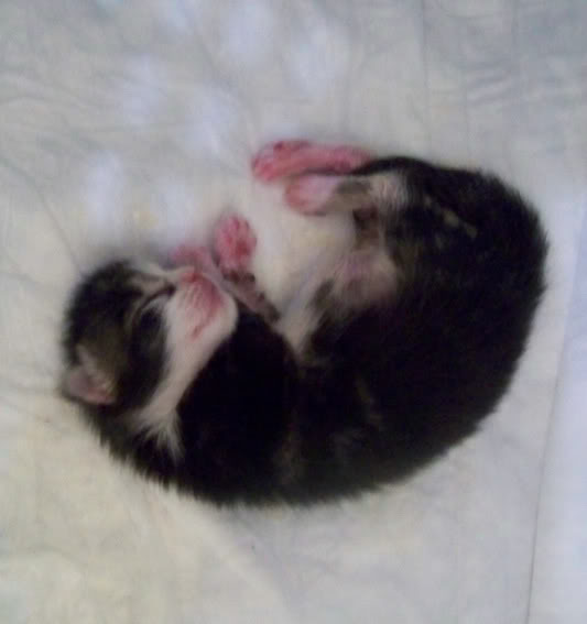 mini cat 2