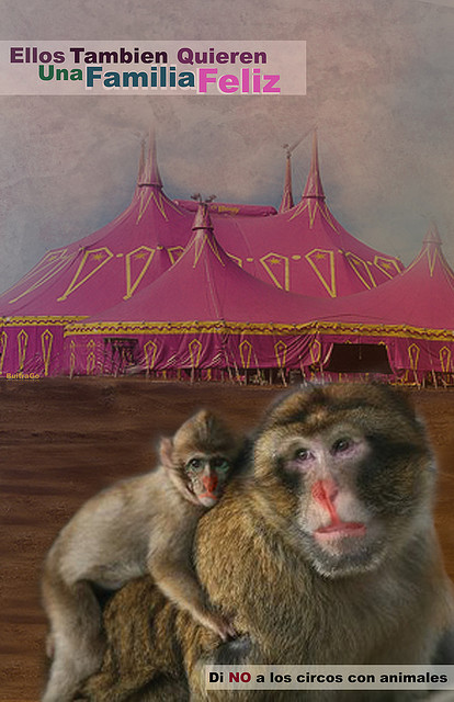 circo 3