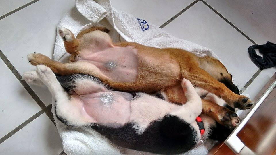 Ventajas de la esterilización desde el punto de vista de una etóloga