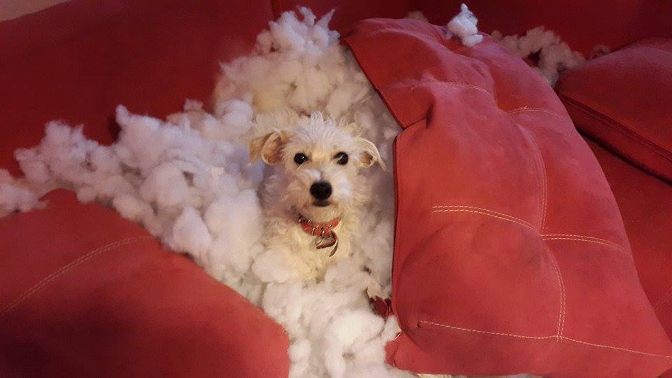 Cómo entrenar a tu perro para que no muerda tus cosas