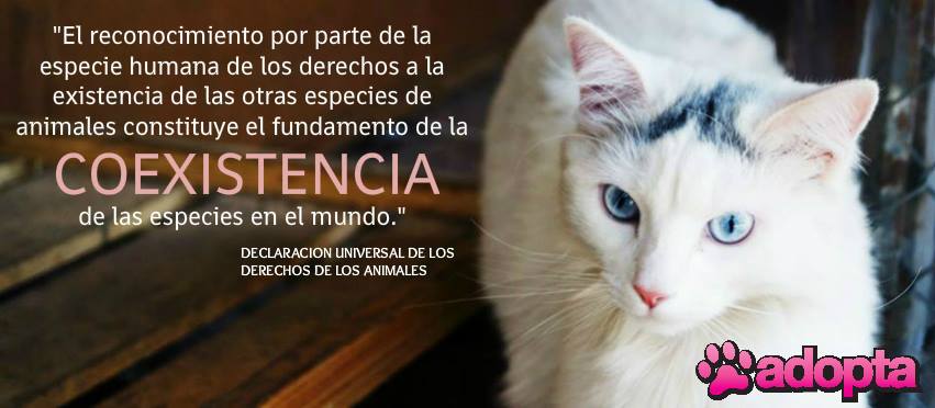 Cómo y dónde denunciar el maltrato de animales