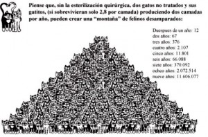 Descendencia de UNA cruza de gatos