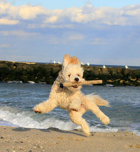 10 razones para adoptar un perro adulto