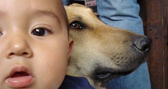 ¿Cómo preparo a mi perro para la llegada de mi bebé?