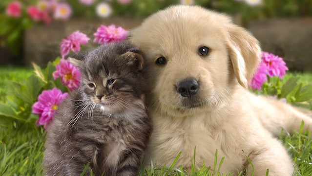 Flores de Bach para animales