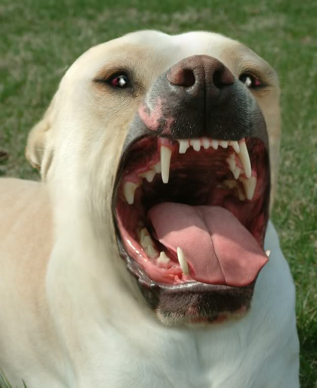 Qué hacer cuando tu perro muerde a alguien