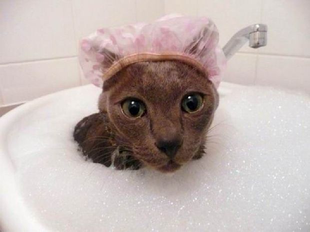 La higiene de tu gato