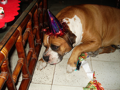 Cómo cuidar a nuestras mascotas durantes las fiestas