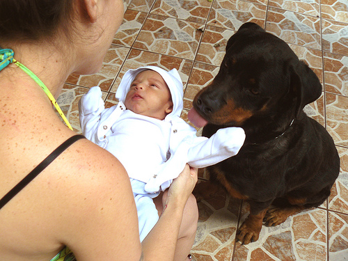 Un bebé en la familia !!¿Qué hago con mi perro?!!