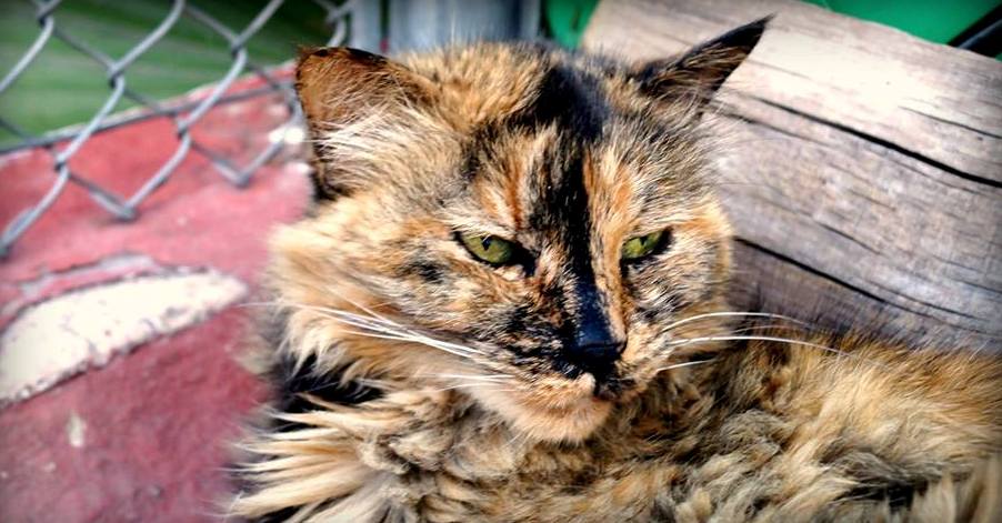 Cómo cuidar a tu gato cuando envejece