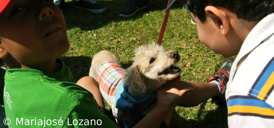 Lenguaje canino ¿Qué te quiere decir tu perro?