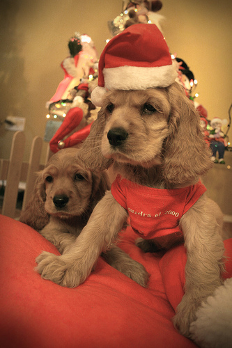 El perro como regalo de navidad