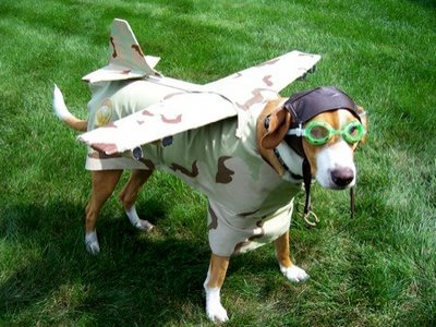 Viajando en avión con tu perro