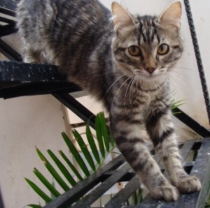 Lenguaje felino ¿Qué te quiere decir tu gato?