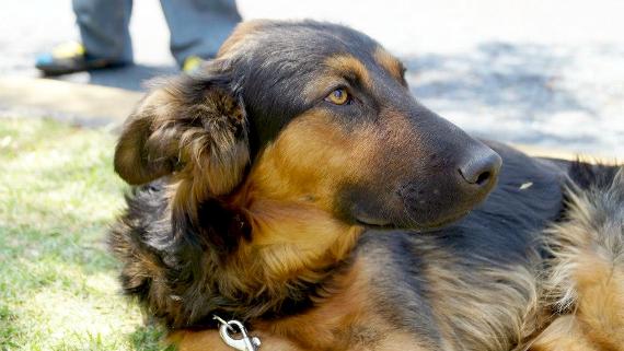 ¿Por qué adoptar?