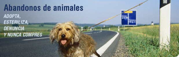 Comprar un animal es matar a otro