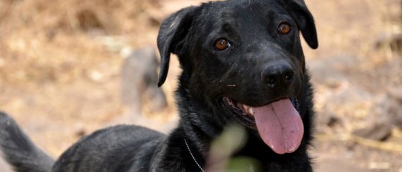 Cómo educar a un perro excesivamente ladrador
