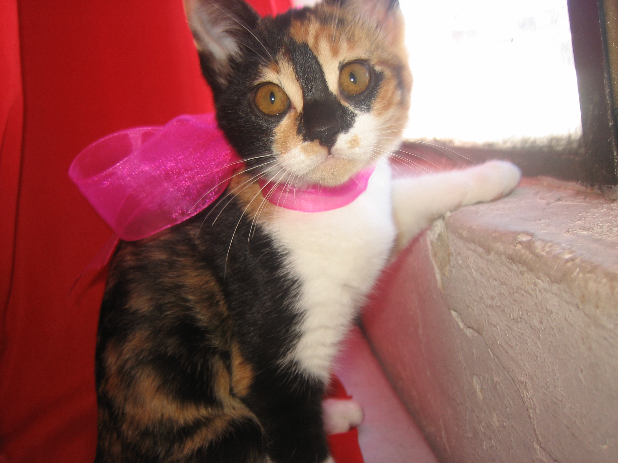 Cuidado y comprensión de gatos adoptados