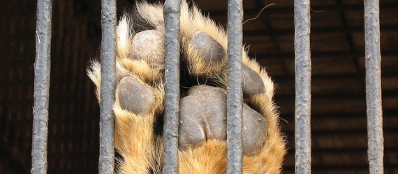 ¿Qué enseña un circo con animales?