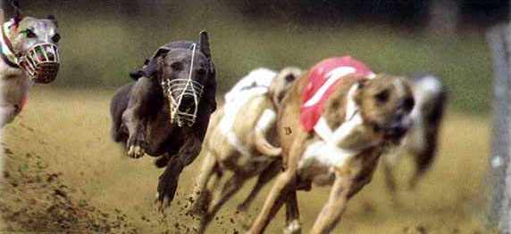 ¿Qué hay detrás de las carreras de galgos?