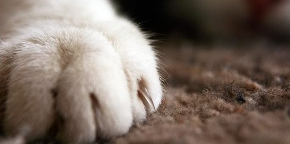 ¿Por qué los gatos necesitan las uñas?