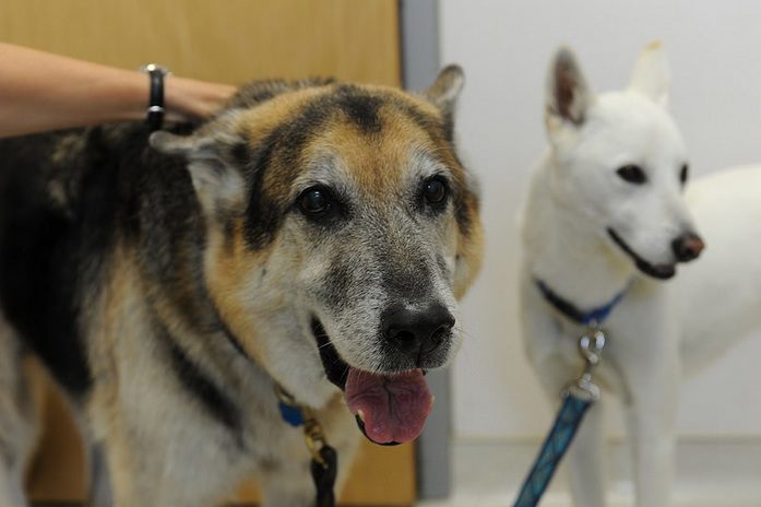 Causas mas comunes de abandono de perros y gatos