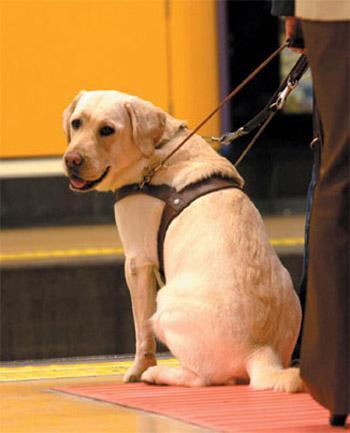 Qué hacer cuando se encuentren con un perro Guía de personas ciegas
