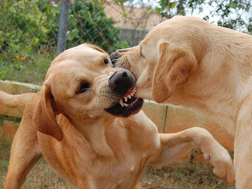 Pelea entre perros: claves para un dueño responsable
