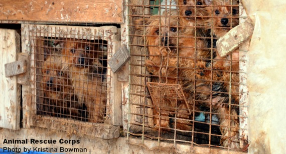 ¿Qué existe detrás de los criaderos de cachorros?