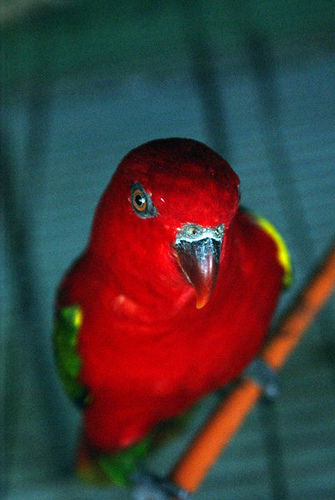 Importación de especies invasoras para el mercado de mascotas amenaza la biodiversidad