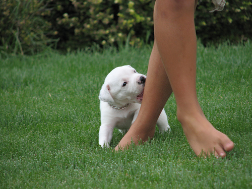 Cómo enseñar a tu cachorro a no morder