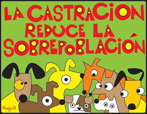 Esterilizar, una gran ayuda a tu comunidad