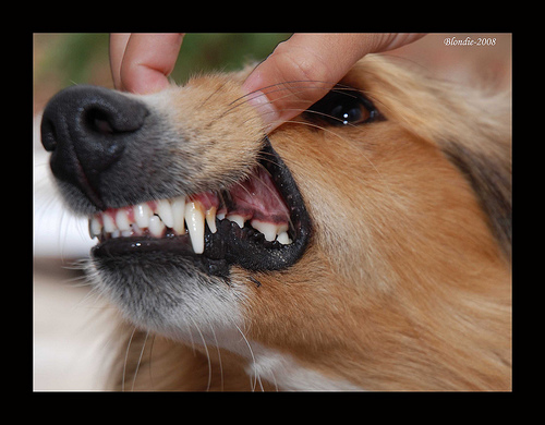 Limpieza dental en perros