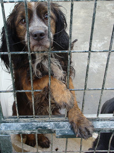 Declaración de Human Society sobre EUTANASIA en perros