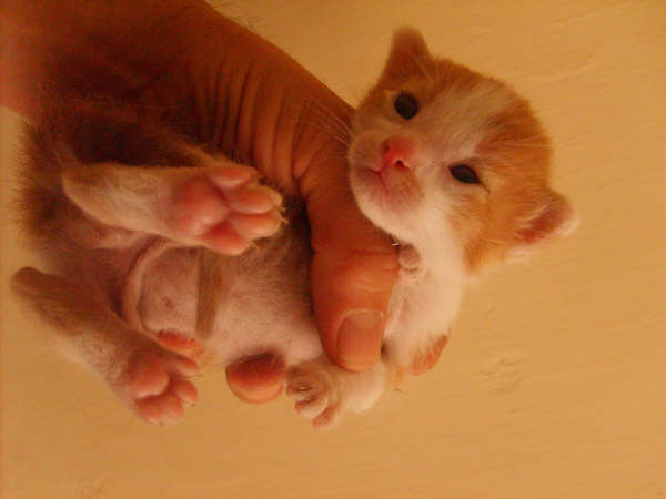 Crianza de gatitos huérfanos