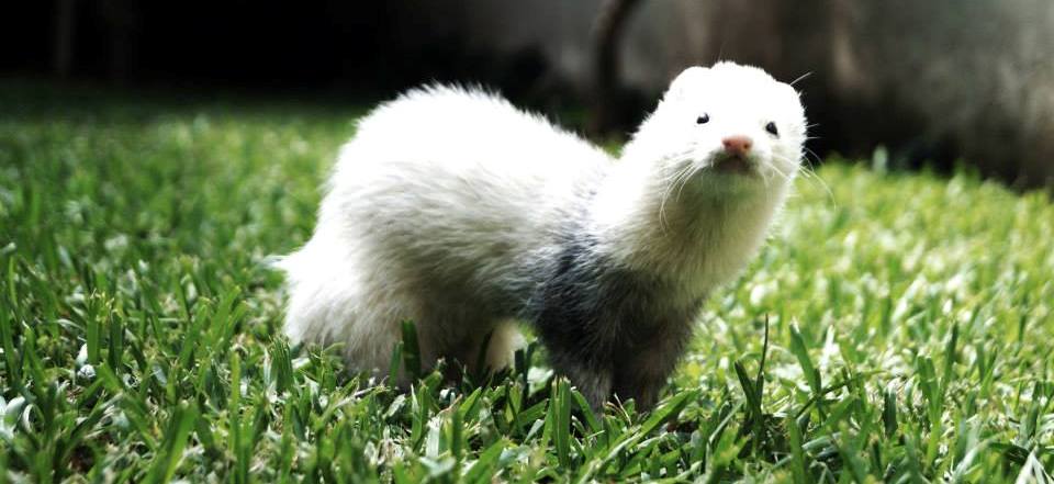 Sobre los animales silvestres