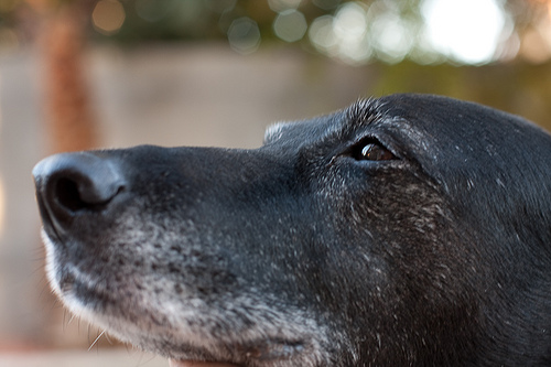 Tu perro envejeció ¿Qué hay de su conducta?
