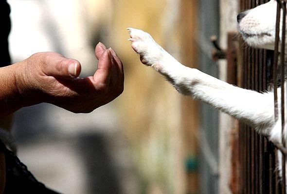 Cómo funciona ADOPTAGDL