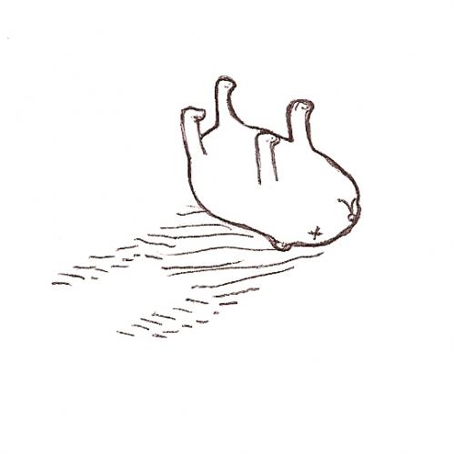 Cuando veas un perro o gato MUERTO en la calle