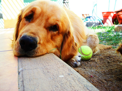 Antes de adoptar un perro