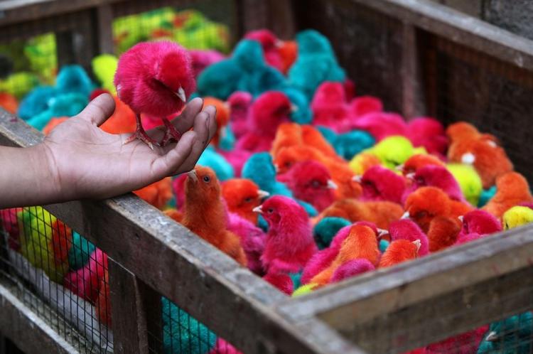 Sobre la venta de animales en kermesses, ferias y como bolos de fiestas.