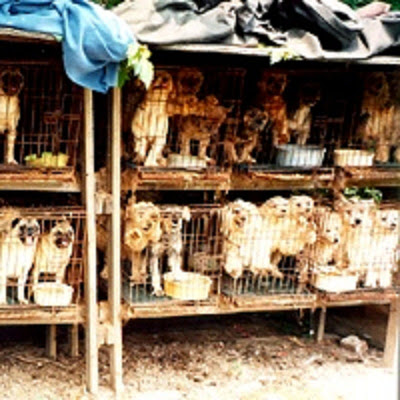 La fábrica de perritos