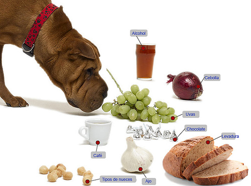 Diez cosas que nunca deberías de dar de comer a tu mascota
