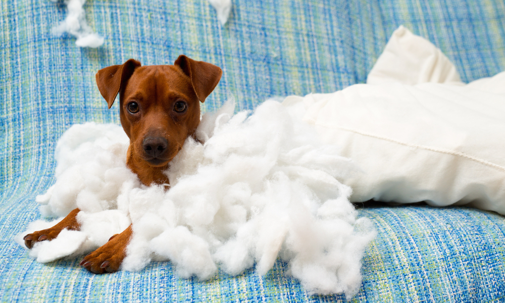 El cachorro y sus primeros meses en casa