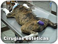 Sobre el corte de colas en perros