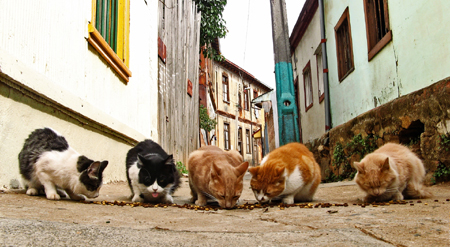 El gato callejero